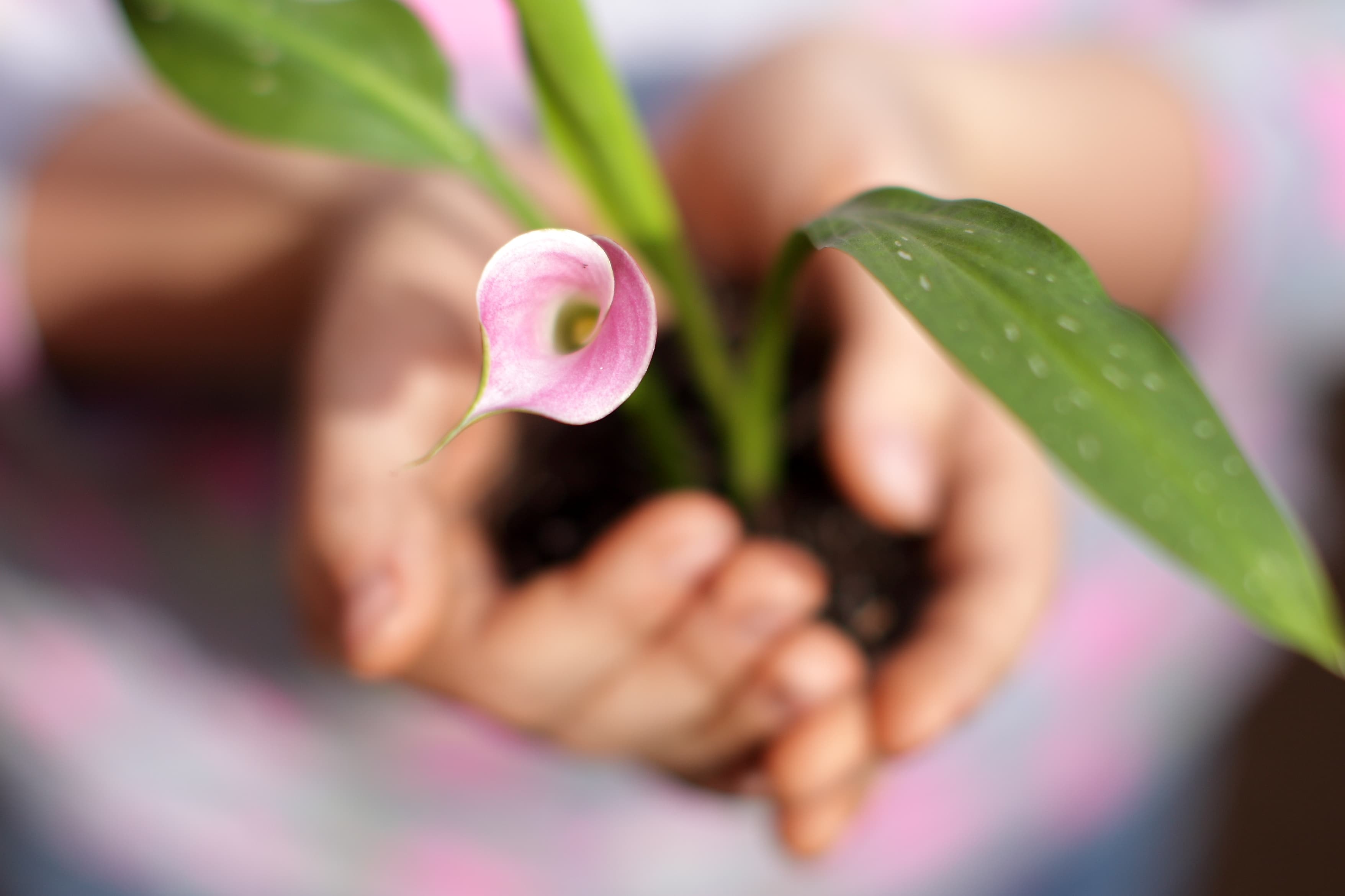Orchid representing growth and renewal